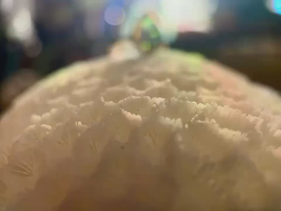 Soul of the Reef Ring
